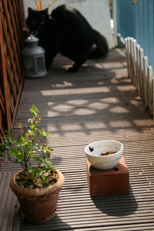 1IMG_4860_2.png
