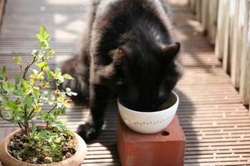 1IMG_4847_4.png