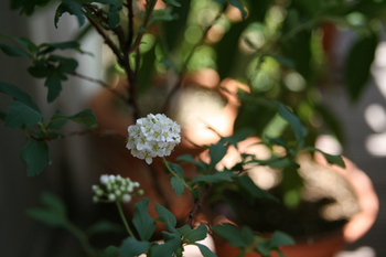 1IMG_5081.png