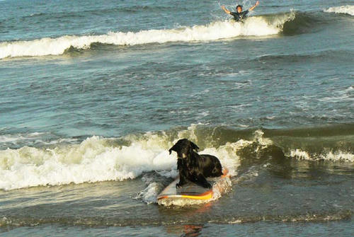 サーフィン犬
