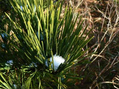 Snow flower