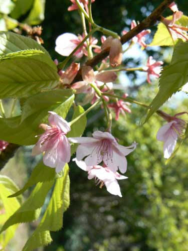 お花見