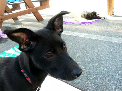 美人?美犬？