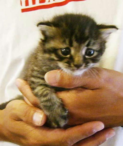 mew mew