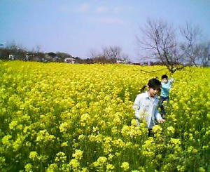 画像：高倉菜の花畑