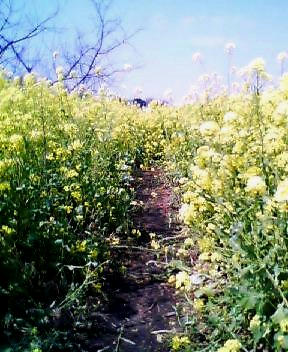 画像：高倉菜の花畑