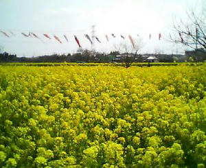 高倉菜の花畑