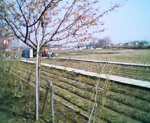 すみよし桜の里
