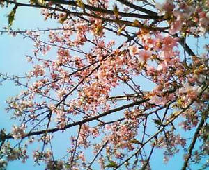 画像：河津桜＠坂戸
