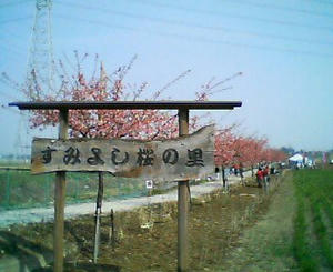 すみよし桜の里