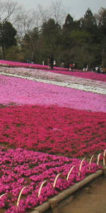画像:芝桜