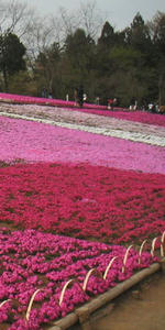 画像：芝桜