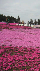 画像:芝桜