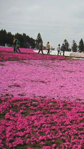 画像：芝桜