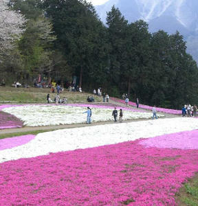 画像：芝桜