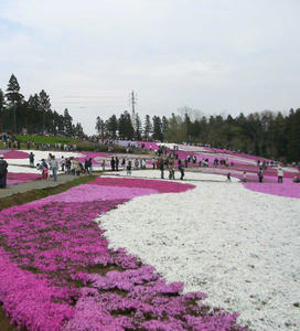 画像：芝桜