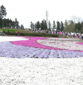 画像：芝桜