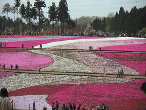 画像：芝桜