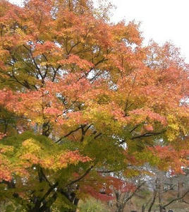 画像:紅葉@鶴ヶ城
