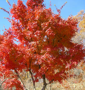 画像：城峯公園　紅葉