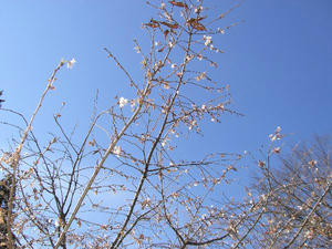 画像：城峯公園　寒桜