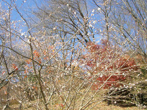 画像：城峯公園　寒桜