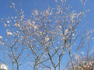 画像：城峯公園　寒桜