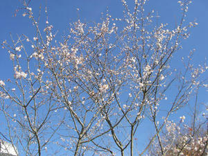画像:城峯公園 寒桜
