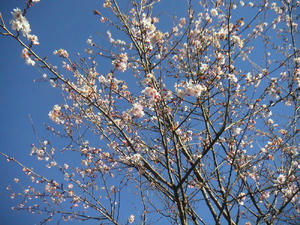 画像：城峯公園　寒桜