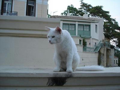 ☆The Greek Cats☆Οι Ελληνόγατες☆ギリシャの猫☆ 写真無断転用転載禁止agapi.blog.shinobi.jp