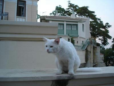 ☆The Greek Cats☆Οι Ελληνόγατες☆ギリシャの猫☆ 写真無断転用転載禁止agapi.blog.shinobi.jp