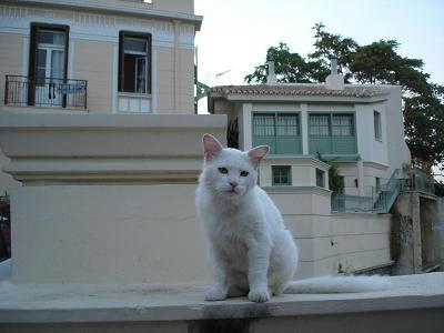 ☆The Greek Cats☆Οι Ελληνόγατες☆ギリシャの猫☆ 写真無断転用転載禁止agapi.blog.shinobi.jp