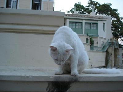 ☆The Greek Cats☆Οι Ελληνόγατες☆ギリシャの猫☆ 写真無断転用転載禁止agapi.blog.shinobi.jp