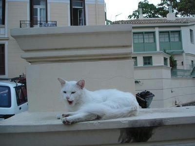 ☆The Greek Cats☆Οι Ελληνόγατες☆ギリシャの猫☆ 写真無断転用転載禁止agapi.blog.shinobi.jp