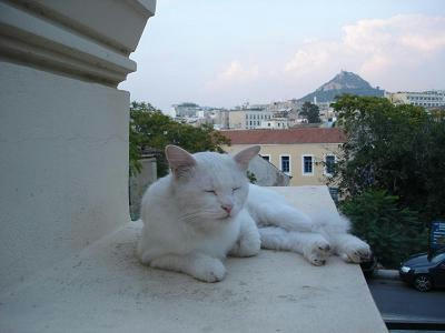 ☆The Greek Cats☆Οι Ελληνόγατες☆ギリシャの猫☆ 写真無断転用転載禁止agapi.blog.shinobi.jp