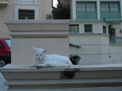 ☆The Greek Cats☆Οι Ελληνόγατες☆ギリシャの猫☆ 写真無断転用転載禁止agapi.blog.shinobi.jp