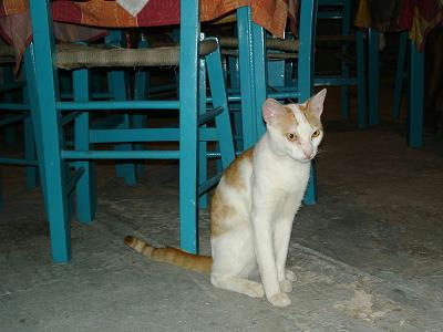 ☆The Greek Cats☆Οι Ελληνόγατες☆ギリシャの猫☆ 写真無断転用転載禁止agapi.blog.shinobi.jp