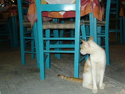 !☆The Greek Cats☆Οι Ελληνόγατες☆ギリシャの猫☆ 写真無断転用転載禁止agapi.blog.shinobi.jp