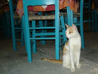 !☆The Greek Cats☆Οι Ελληνόγατες☆ギリシャの猫☆ 写真無断転用転載禁止agapi.blog.shinobi.jp