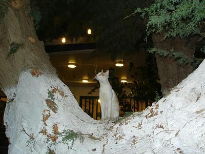 ！☆The Greek Cats☆Οι Ελληνόγατες☆ギリシャの猫☆ 写真無断転用転載禁止agapi.blog.shinobi.jp