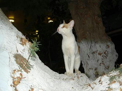 ☆The Greek Cats☆Οι Ελληνόγατες☆ギリシャの猫☆ 写真無断転用転載禁止agapi.blog.shinobi.jp