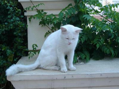 ☆The Greek Cats☆Οι Ελληνόγατες☆ギリシャの猫☆ 写真無断転用転載禁止agapi.blog.shinobi.jp