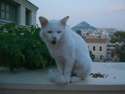 ☆The Greek Cats☆Οι Ελληνόγατες☆ギリシャの猫☆ 写真無断転用転載禁止agapi.blog.shinobi.jp