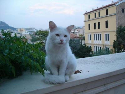 ☆The Greek Cats☆Οι Ελληνόγατες☆ギリシャの猫☆ 写真無断転用転載禁止agapi.blog.shinobi.jp