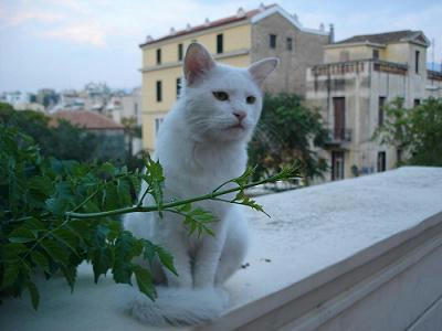 ☆The Greek Cats☆Οι Ελληνόγατες☆ギリシャの猫☆ 写真無断転用転載禁止agapi.blog.shinobi.jp