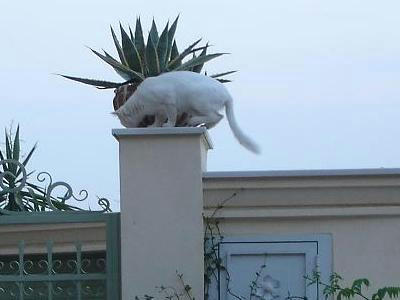 ☆The Greek Cats☆Οι Ελληνόγατες☆ギリシャの猫☆ 写真無断転用転載禁止agapi.blog.shinobi.jp