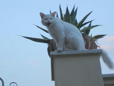 ☆The Greek Cats☆Οι Ελληνόγατες☆ギリシャの猫☆ 写真無断転用転載禁止agapi.blog.shinobi.jp