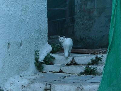 ☆The Greek Cats☆Οι Ελληνόγατες☆ギリシャの猫☆ 写真無断転用転載禁止agapi.blog.shinobi.jp