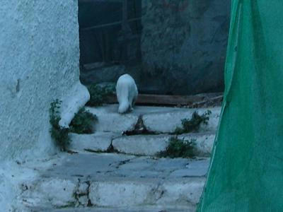 ☆The Greek Cats☆Οι Ελληνόγατες☆ギリシャの猫☆ 写真無断転用転載禁止agapi.blog.shinobi.jp