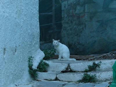 ☆The Greek Cats☆Οι Ελληνόγατες☆ギリシャの猫☆ 写真無断転用転載禁止agapi.blog.shinobi.jp